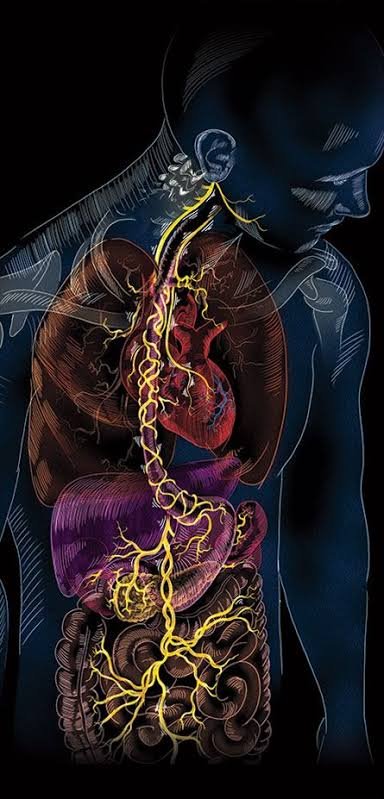 Nervo vago: como cérebro se liga a outros&nbsp;órgãos?
